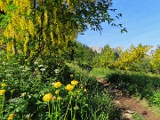 Baite di Mezzeno-Lago Branchino, festa di fiori-22giu26- FOTOGALLERY
